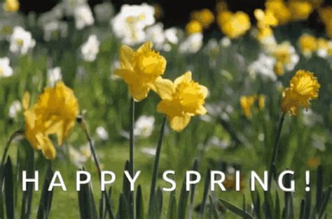 spring gif|spring gif animation.